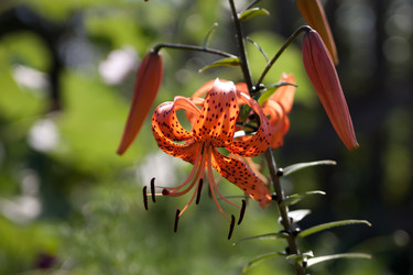 Similar image 229127