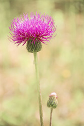 Similar image 229129