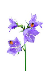 Similar image 229185