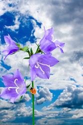 Similar image 229186