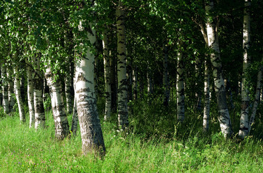 Similar image 229231