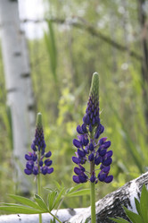 Similar image 229248