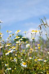 Similar image 229408