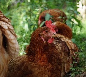 Similar image 229433