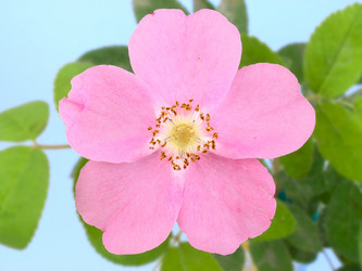 Similar image 229526