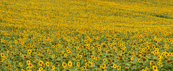 Similar image 229537