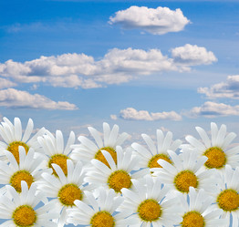 Similar image 229547