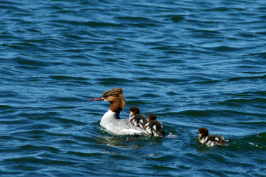 Similar image 229754