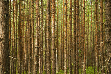 Similar image 229771