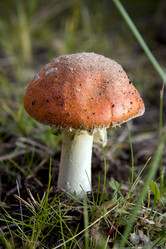 Similar image 229823