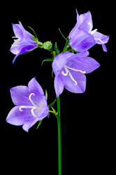 Similar image 230011