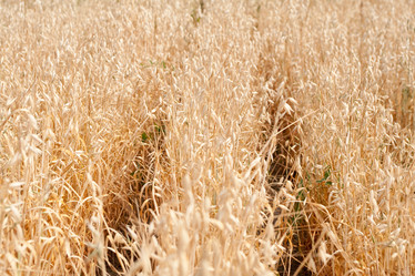 Similar image 230308