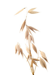 Similar image 230315