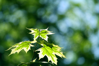 Similar image 230420