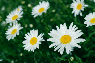 Similar image 230455