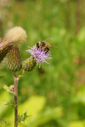 Similar image 230467