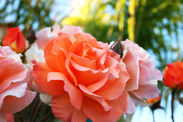 Similar image 230472