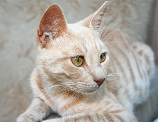 Similar image 230498