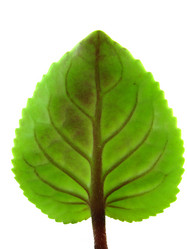 Similar image 230617