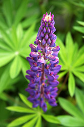 Similar image 230775