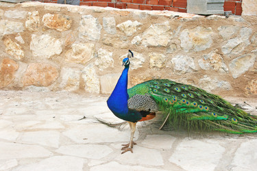 Similar image 231146