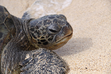 Similar image 231275