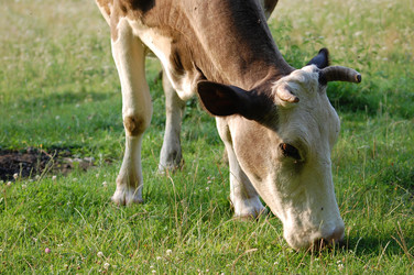 Similar image 231850