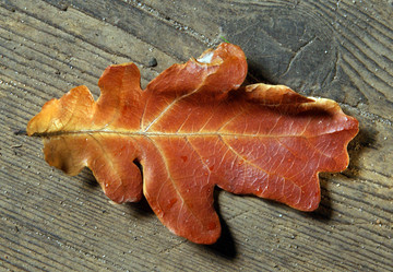 Similar image 232094