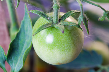 Similar image 232095