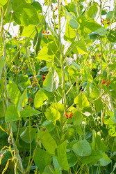 Similar image 232184