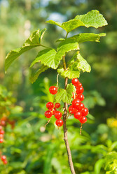 Similar image 232294