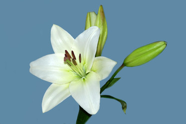 Similar image 232350