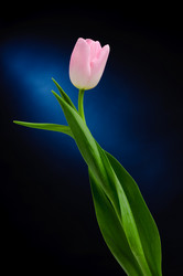 Similar image 232642