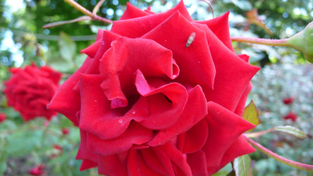 Similar image 232653