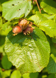 Similar image 232655