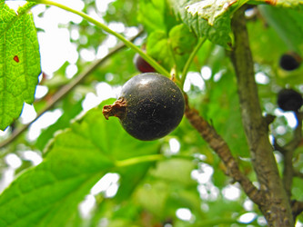 Similar image 233067