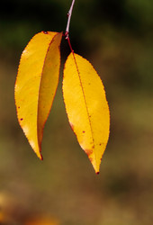 Similar image 233102