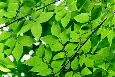 Similar image 233104