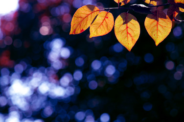 Similar image 233399