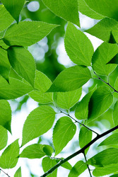 Similar image 233400