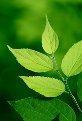 Similar image 233401