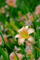 Similar image 233404