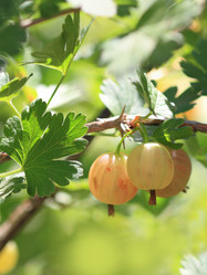 Similar image 233584