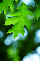 Similar image 233665