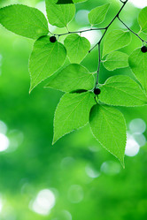 Similar image 233666