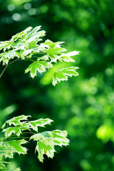 Similar image 233667