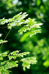 Similar image 233711