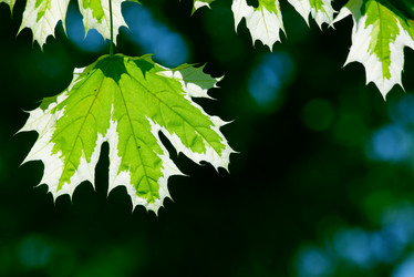 Similar image 233715