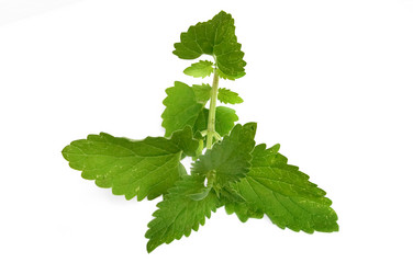 Similar image 233890