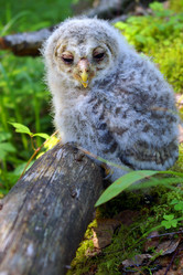 Similar image 234093